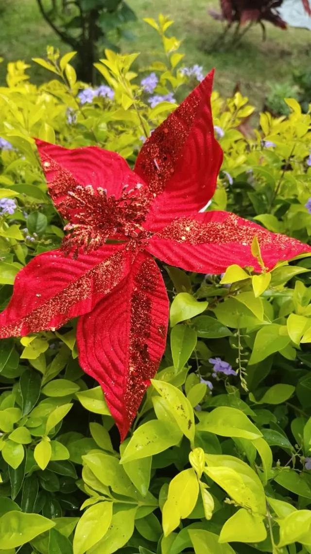 Flor roja escarchada, 24 × 20 cm · 5 hojas