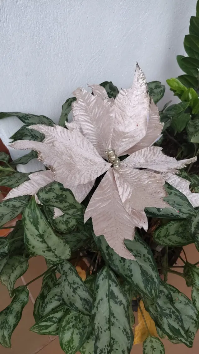 Flor champaña rayada, 35 × 30 cm · 11 hojas